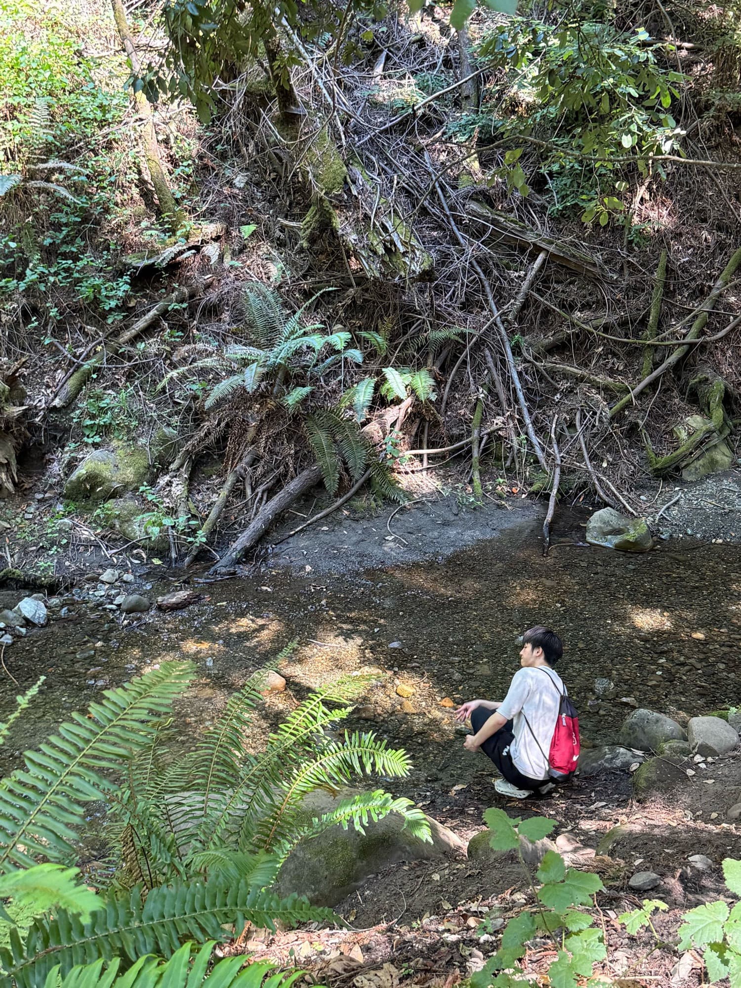 Crouching by a creek in the redwoods